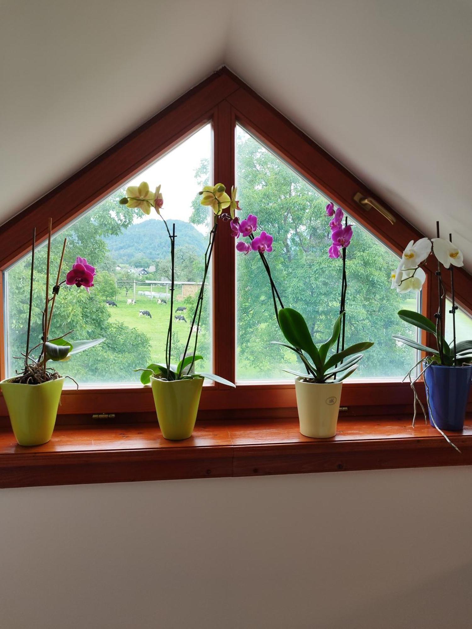Apartma Julia Spodnje Gorje المظهر الخارجي الصورة
